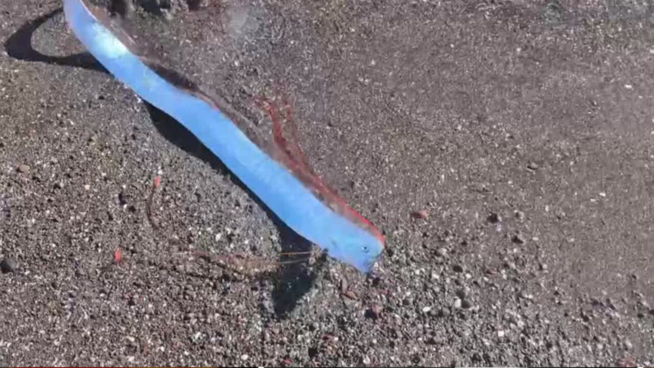 Captan un "pez del juicio final" aparecer en una playa de México y causa revuelo en redes