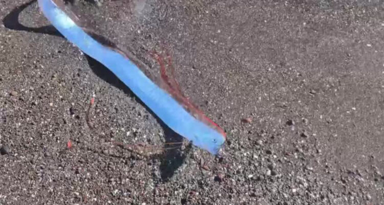 Captan un "pez del juicio final" aparecer en una playa de México y causa revuelo en redes