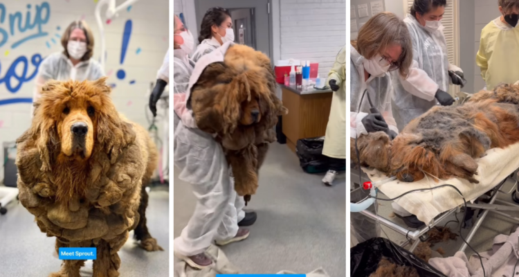 La impresionante transformación de perro que cargaba 13 kilos de pelo enredado: no podía ni caminar