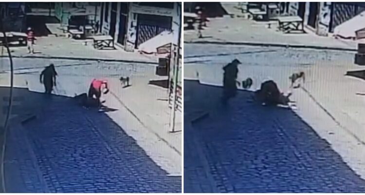 Perros atacan a delincuente que arrastraba a turista japonés para robarle un bolso en Valparaíso