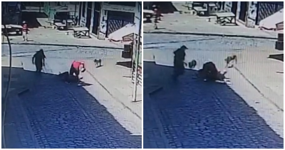 Perros atacan a delincuente que arrastraba a turista japonés para robarle un bolso en Valparaíso