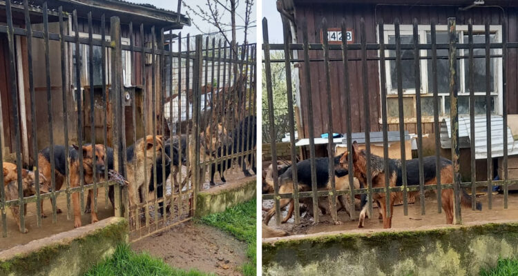 Denuncian en Osorno un sitio con perros hacinados y en insalubridad: incluso se atacaron entre ellos