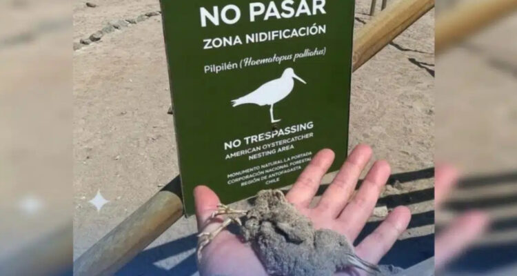 Polluelo de Pilpilén fue atropellado por motoristas en el sector de La Portada de Antofagasta