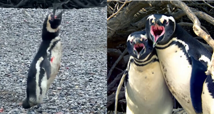 Pingüinos
