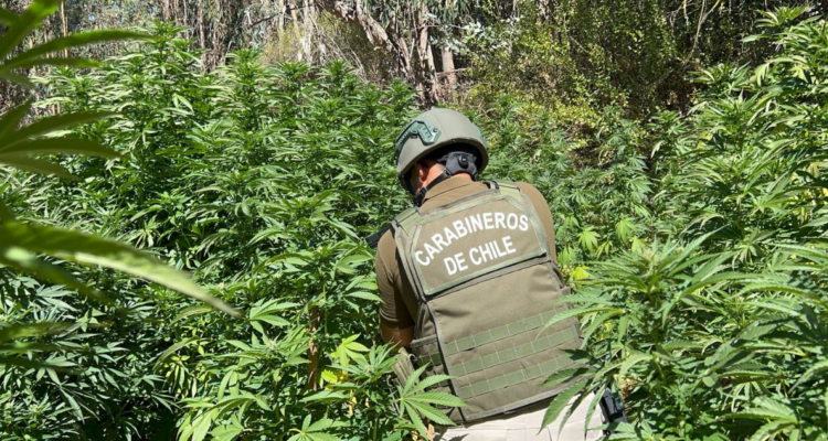 La mayor incautación en San Antonio: Carabineros decomisa más de 400 plantas de marihuana