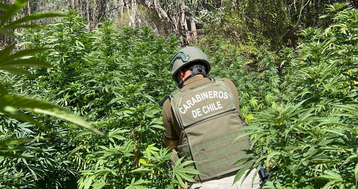 plantación marihuana san antonio