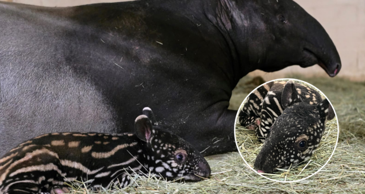Cría de tapir malayo