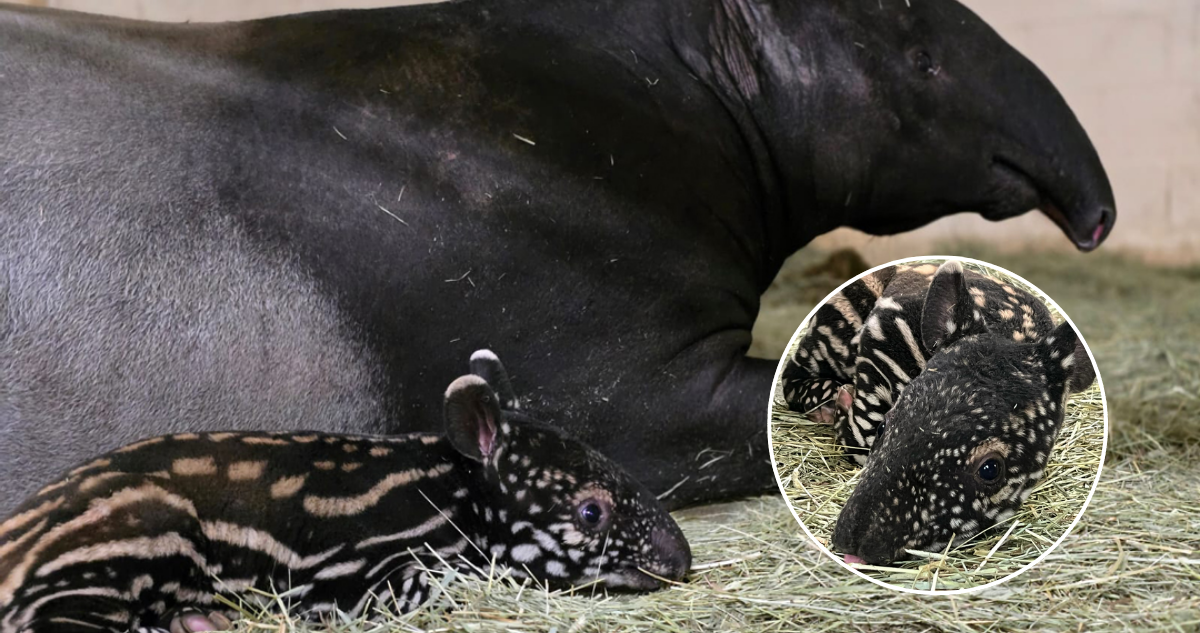 Cría de tapir malayo