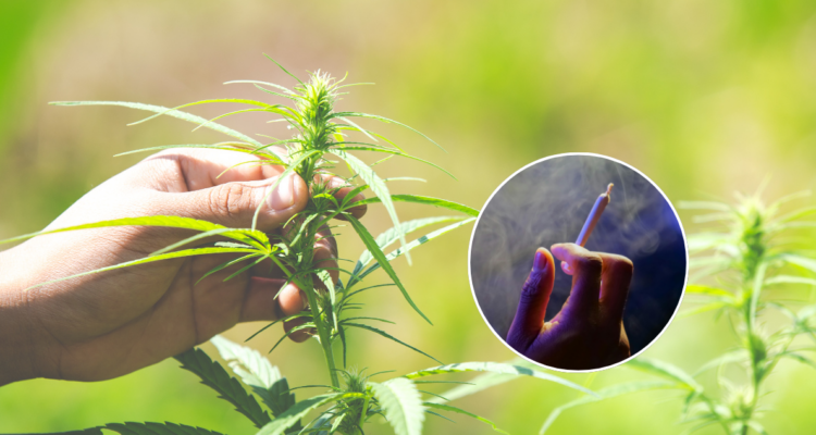 Experta explica cómo la marihuana daña el cerebro de los escolares en Chile: “Están siendo engañados”