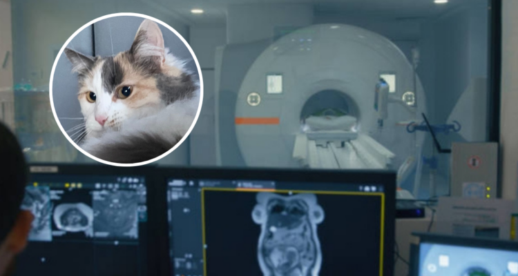 Investigan a radiólogo italiano por usar el tomógrafo de un hospital para examinar a su gata