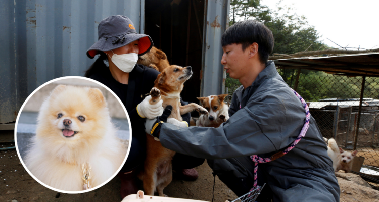 Corea del Sur: Ley contra criaderos de perros para comida logra apenas el 40% de cierres en un año