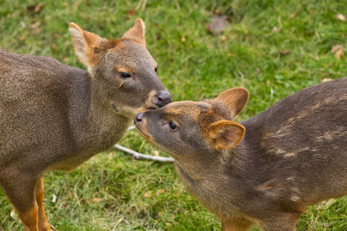 Pudú