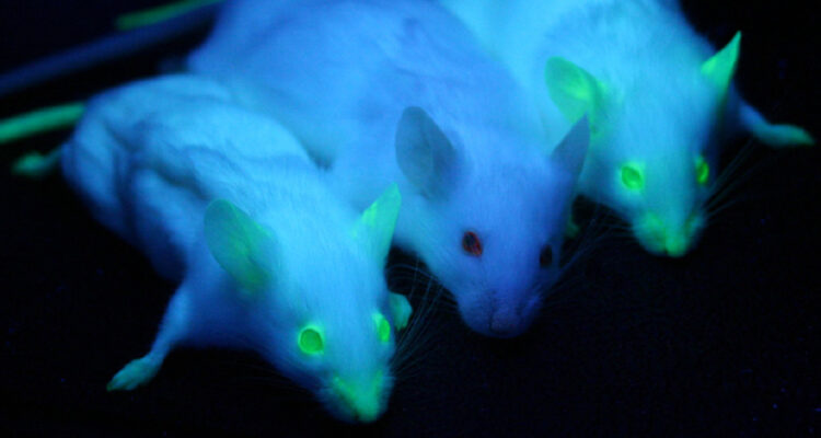 Foto referencial de un experimento con ratones que muestra una proteína fluorescente verde, como la que creó la IA