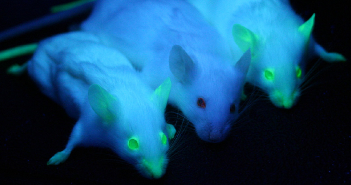 Foto referencial de un experimento con ratones que muestra una proteína fluorescente verde, como la que creó la IA