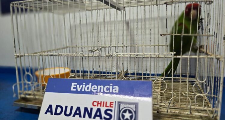 Aduanas rescata a loro que estaba oculto en equipaje de extranjero en Iquique