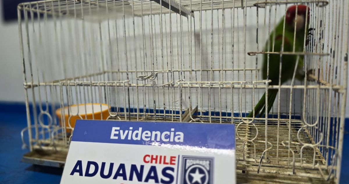 Aduanas rescata a loro que estaba oculto en equipaje de extranjero en Iquique