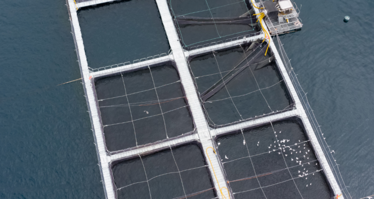 Municipios de Los Ríos expresan firme oposición a proyecto Salmonero en Río San Pedro