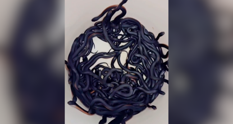 Encuentran 102 serpientes venenosas en el patio de una casa en Australia: había 5 adultas y 97 crías