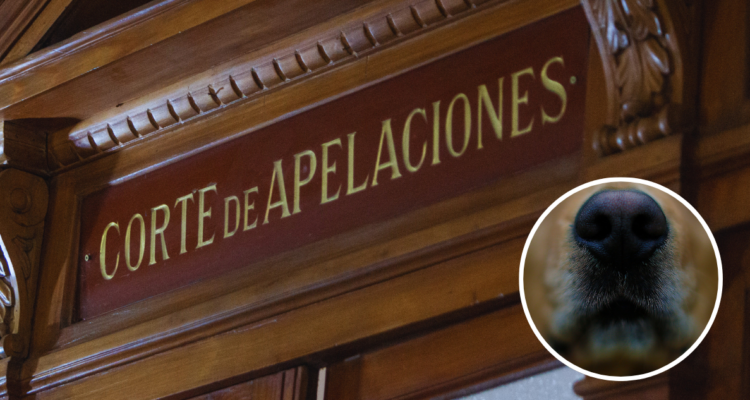 Corte ratifica sentencia contra veterinaria por muerte de mascota en Arica: deberá pagar 5 millones