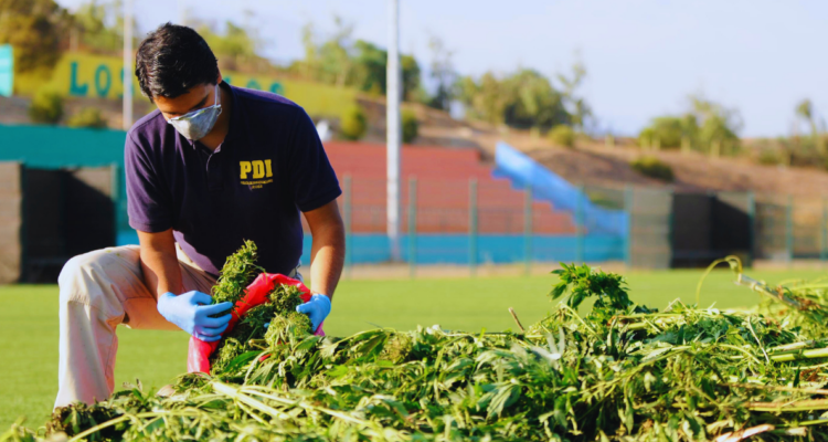 Brianco de Ñuble incauta 135 plantas de cannabis que estaban ocultas en terrenos forestales