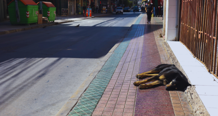 Médico de Antofagasta denuncia feroz ataque de perro Akita: “Estuvo a punto de matarme”