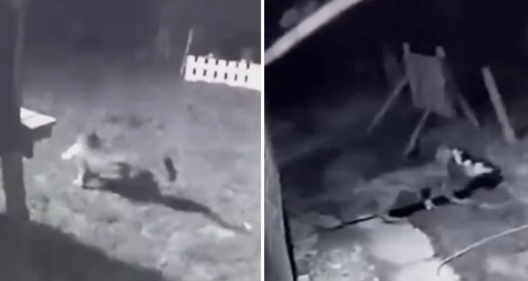 Cámara capta momento en que puma se lleva a gato en la comuna de Los Lagos: vecinos informaron al SAG