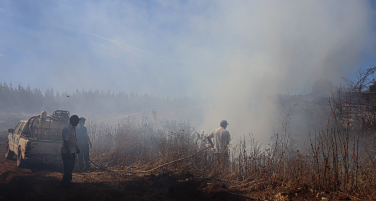 Mensajería sae negrete