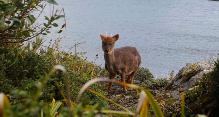 Pudúes