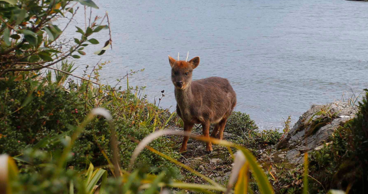 Pudúes