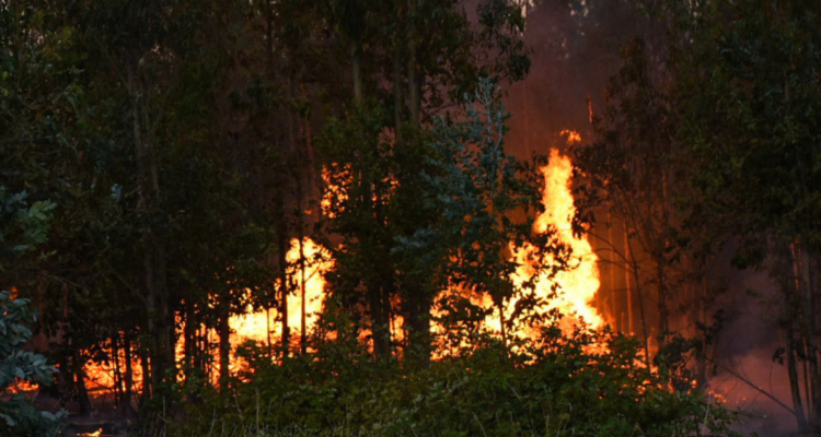 Senapred emite alerta SAE para evacuar sectores de Victoria por incendio forestal