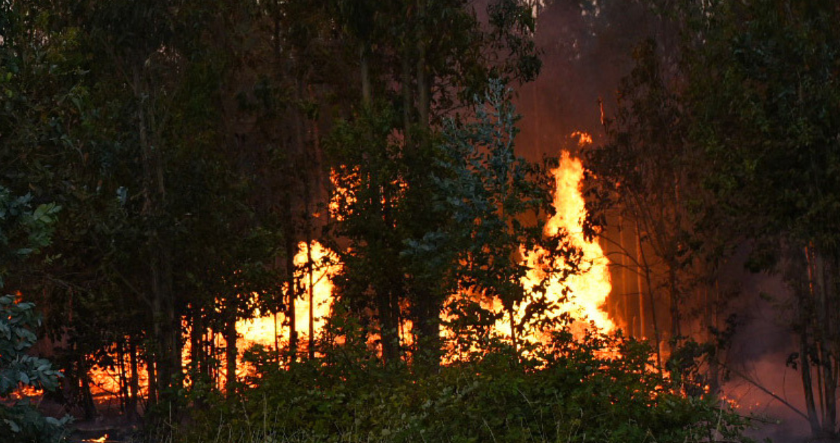 alerta sae victoria