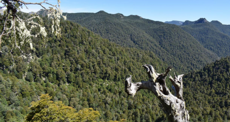 Parque nacional Alerce Costero
