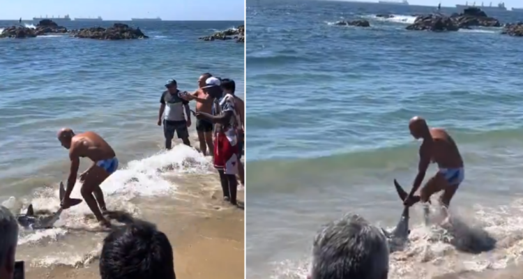 Tiburón playa de viña del mar