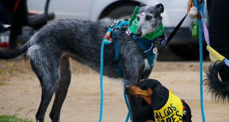 Cuál es la diferencia entre tenencia responsable y maltrato animal: estas son las penas en Chile