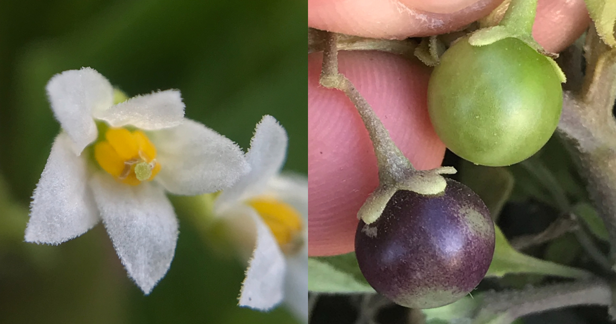 Fotos del tomate nativo redescubierto