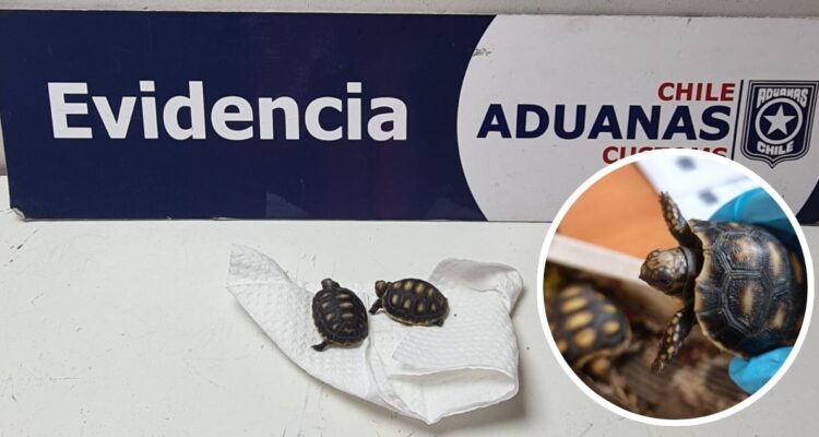 Aduanas rescata dos tortugas bebés transportadas por venezolana que ingresó ilegalmente a Chile