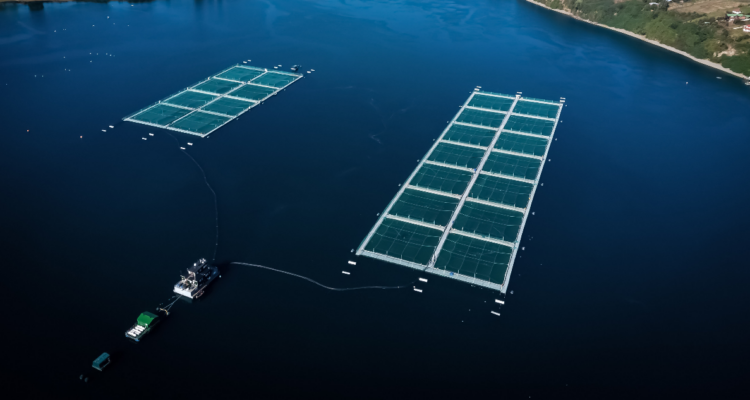 Tribunal ratifica multa millonaria a empresa por escape de salmones en Calbuco: acudirán a la Suprema