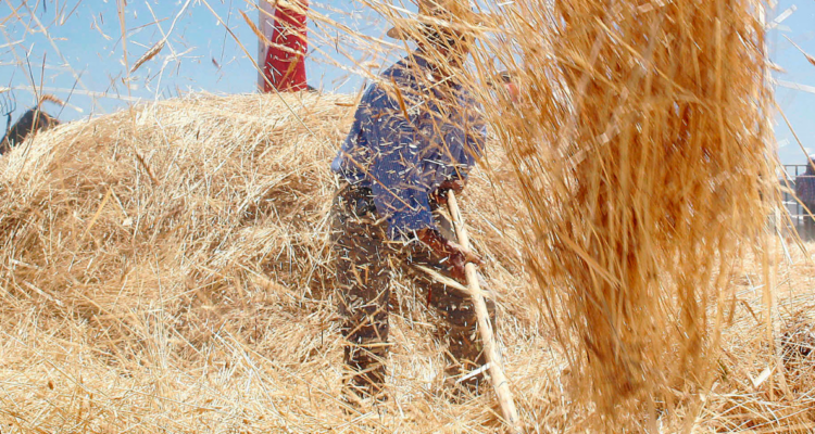 Agricultores indican que La Araucanía perdió un 43% de superficie usada para cultivar trigo