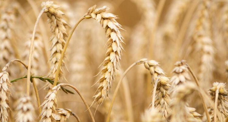 Agricultores cerealeros de Ñuble levantan las alertas y por los menores precios del trigo y avena