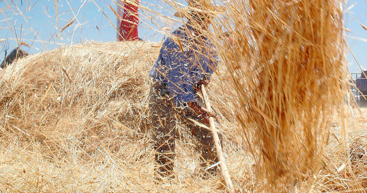 Hombre cosechando trigo en medio de difícil situación en La Araucanía