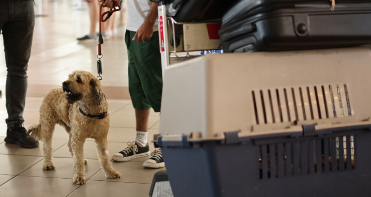 Qué dice la Ley y Sernac sobre los derechos que tienes para viajar en avión con tu mascota