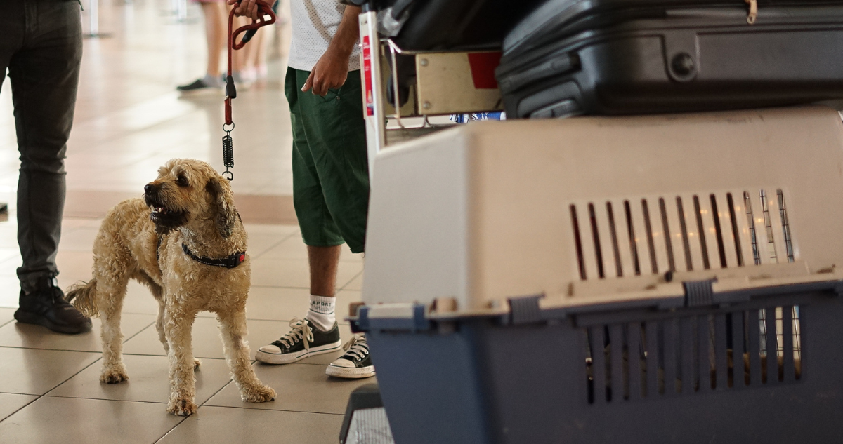 Qué dice la Ley y Sernac sobre los derechos que tienes para viajar en avión con tu mascota