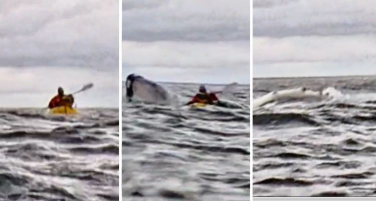 VÍDEO | Padre capta como su hijo es tragado y luego expulsado por ballena en el Estrecho de Magallanes