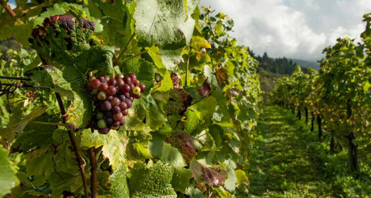 Xylella fastidiosa, el patógeno mortal para las plantas que está devastando viñedos en todo el mundo