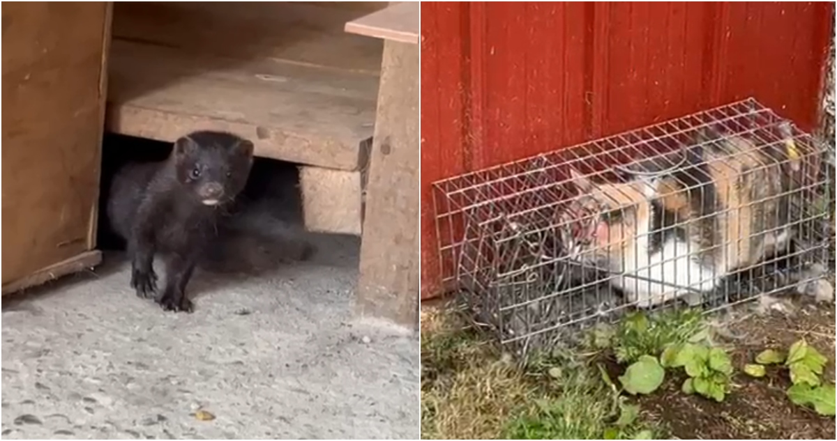 Captura de videos – Cedidos a RBB Puerto Montt