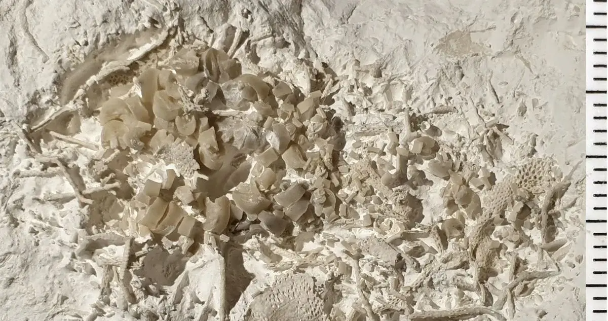 Hallan en Dinamarca vómito fosilizado de hace 66 millones de años