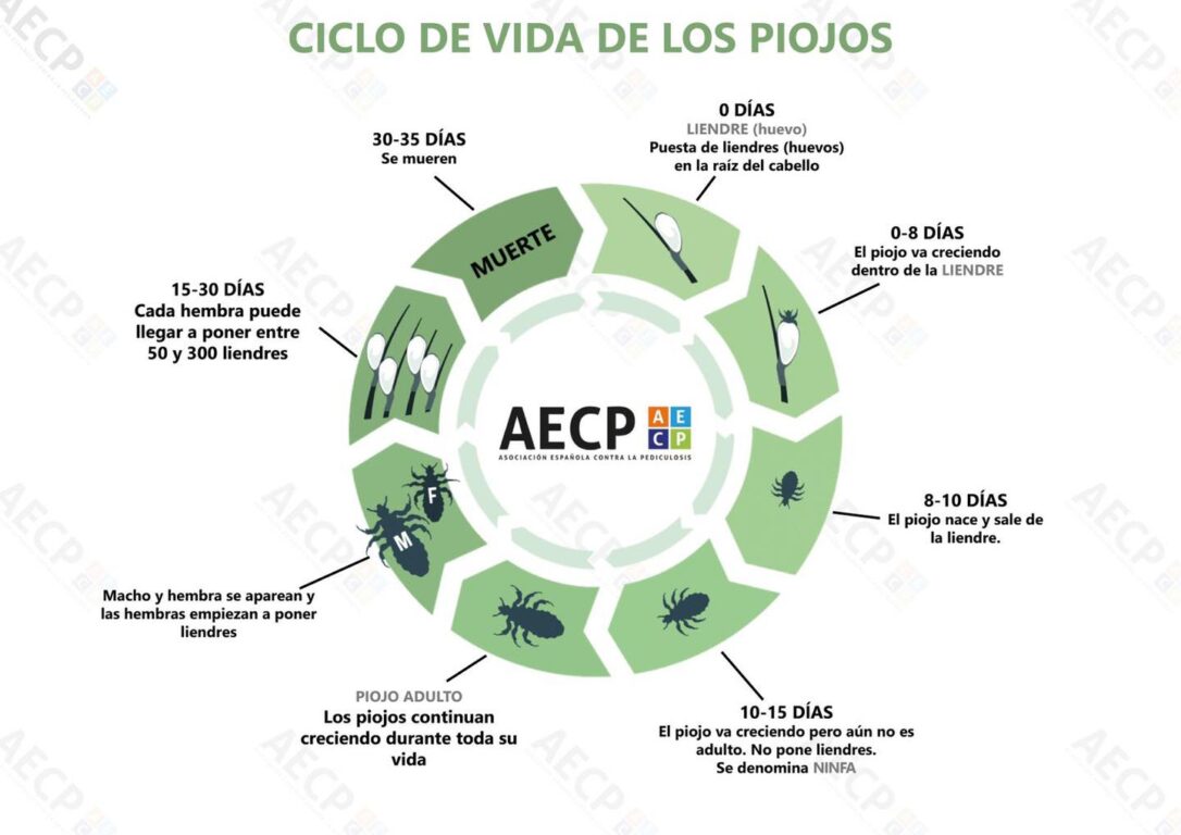 Ciclo de vida de los piojos