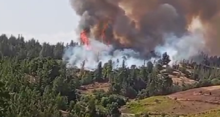 Alerta Roja por incendio forestal en Trehuaco: ha afectado 28 hectáreas y vientos dificultan combate