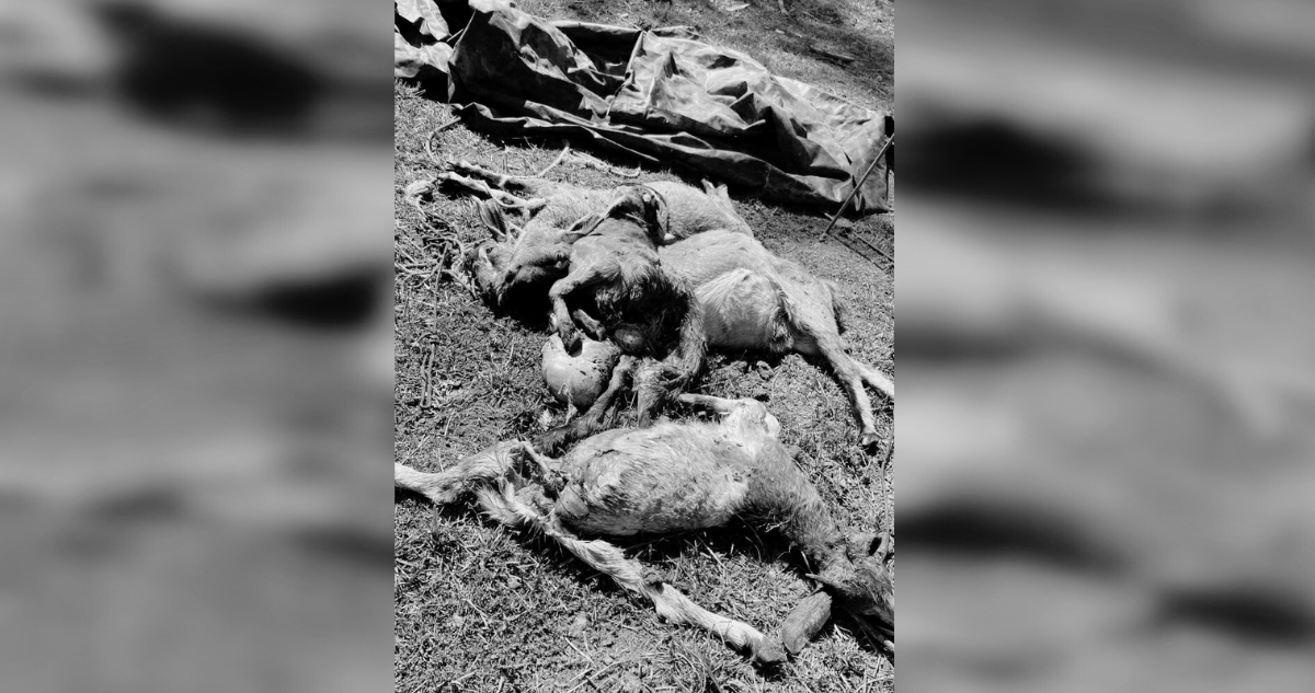 Animales atacados presuntamente por un puma en Lota