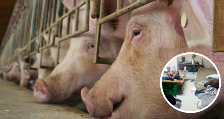 Argentinos eran esclavos en Polonia